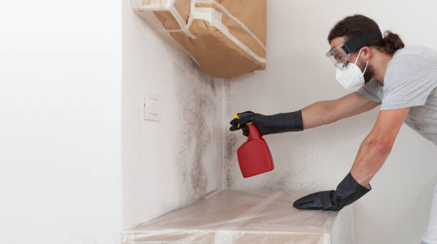 Basement Mold Remediation treatment on basement walls in Doylestown
